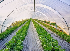 Tianfu Chất Lượng Tốt Nhất Sợi Thủy Tinh Que <span class=keywords><strong>FRP</strong></span> Nông Nghiệp Trồng Rod Rắn Sợi Thủy Tinh Que Cho Nho Thanh - Product Image 4