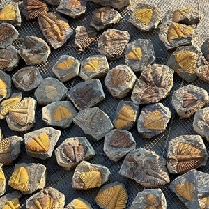 Colas de Fósiles de Trilobites Naturales con Vetas Únicas de Alta Calidad al por Mayor para Decoración del Hogar, Adorno de Jardín y Regalos - Product Image 6