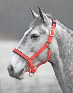 Licol en cuir personnalisé avec cordon, embout de nez rembourré en polaire, tête réglable, collier confortable pour cheval - Product Image 4
