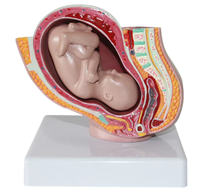 Modèle anatomique du développement fœtal intra-utérin, modèle d'orientation obstétricale et de contraception pour l'enseignement des sciences de la sage-femme