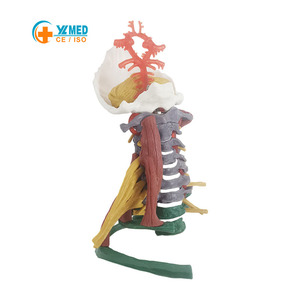 Modelo de Ciencia Médica de la Columna Vertebral Humana con Músculos Codificados por Colores, <span class=keywords><strong>Cuello</strong></span> y Huesos Desmontables, Recurso Educativo Yulin CE/ISO - Product Image 1