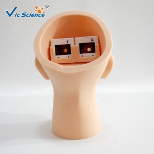 Modèle de formation en rétinothérapie pour la science médicale, modèle d'infirmier en PVC, modèle de démonstration pédagogique en <span class=keywords><strong>ophtalmologie</strong></span> - Product Image 3