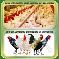 Booster de croissance pour poulets de chair Viande Poulet Prémélange Aliment pour gain de poids Nourriture pour poulet avec vitamines et probiotiques