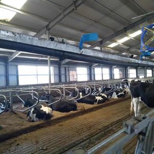 Étables sans lit <span class=keywords><strong>de</strong></span> ponte <span class=keywords><strong>de</strong></span> vache en acier <span class=keywords><strong>de</strong></span> haute qualité Granges laitières avec un nouveau design pour l'état utilisé par la ferme <span class=keywords><strong>de</strong></span> bétail - Product Image 5
