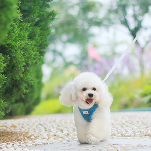 สายจูงสุนัขกำมะหยี่นุ่มลายหมีเท็ดดี้แบร์นุ่มพร้อมสายจูงปรับได้กลางแจ้งเสื้อกั๊กไม่ดึงสายรัดอกสุนัขแบบฟัซซี่พร้อมสายจูง - Product Image 6