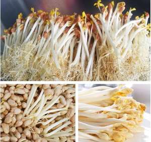 Máquina Multifuncional de Alta Capacidad para Germinar Granos de Cebada, Proveedor de Equipos para el Cultivo de Germinados - Product Image 5