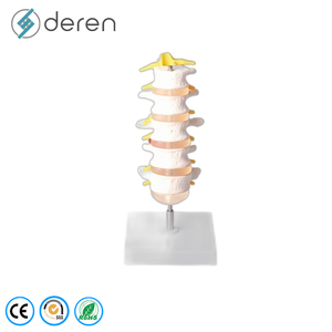 Modello di Colonna Vertebrale Flessibile di Alta Qualità con Pelvi e Teste Femurali <span class=keywords><strong>Mobili</strong></span> per Dimostrazioni di Fisioterapia - Product Image 2