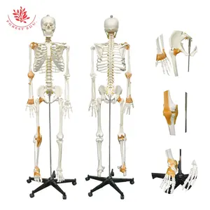 Model kerangka manusia FRT002B termasuk setengah ligamen 176cm Model pengajaran anatomi Model spesimen kerangka medis