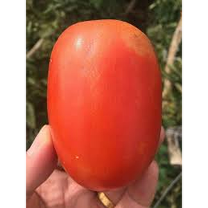 Cultivo de tomate Moon Star, fruta ovalada alargada de color rojo intenso, alta productividad, adecuado para agricultura comercial - Product Image 3