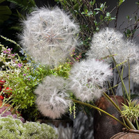 Grand bouquet de fleurs artificielles de pissenlit, tiges florales de pissenlit artificiel pour la décoration de vases à la maison, accessoires de photographie de mariage et de vitrine