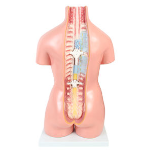 Equipo de ayuda para enseñanza de órganos médicos, esqueleto, cuerpo médico, anatomía, <span class=keywords><strong>torso</strong></span> humano - Product Image 6