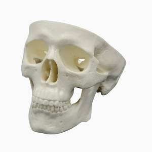 DARHMMY Mini 1/2 tamaño cráneo Modelo 3 piezas para educación y entrenamiento de Ciencias Médicas - Product Image 3