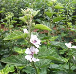 棉花糖叶 - Product Image 3