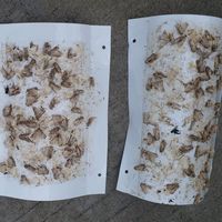 Liquide attractif non toxique pour le ver de l'armée (Spodoptera frugiperda) – Phéromone sexuelle – Équipement de lutte antiparasitaire écologique