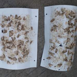 Niet-toxische vallende leermuizen lokmiddel Spodoptera Frugiperda seksferomoon lokvloeistof milieuvriendelijke ongediertebestrijdingsmiddelen - Product Image 5