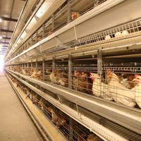 Poulailler de type H à 4 niveaux pour poules pondeuses, cages automatiques pour poussins, cages en batterie pour l'élevage avicole, projet clé en main pour ferme