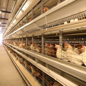 Jaula Cuadrada para Gallos de 4 Niveles, Equipo de Cría de Aves de Corral, Tipo H, de Alambre de Hierro Galvanizado, Precio Accesible - Product Image 2