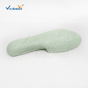 VIC 10219 Modèle pédagogique Paramecium à 3 composants, modèle de biologie pour les collèges et les lycées - Product Image 2