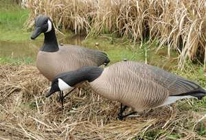 Cross-border Modern EVA Goose Simulated Big <b>Hunting</b> Outdoor <b>Decoy</b> Feeder Bodies 3D Customized Posture - Product Image 5