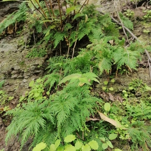 Plantes séchées naturelles de Selaginella Doederleinii de haute qualité, herbe traditionnelle <span class=keywords><strong>Shi</strong></span> <span class=keywords><strong>Shang</strong></span> Bai, à vendre - Product Image 4