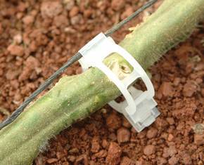 <span class=keywords><strong>Clip</strong></span> Cho Rau Như Cà Chua, Có Tên Là Cà Chua <span class=keywords><strong>Trellis</strong></span> <span class=keywords><strong>Clip</strong></span> - Product Image 6