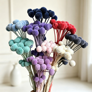 Fleurs séchées préservées Billy Button et plantes Billy Ball Craspedia naturelle pour la décoration <span class=keywords><strong>de</strong></span> mariage et <span class=keywords><strong>de</strong></span> la maison - Product Image 5