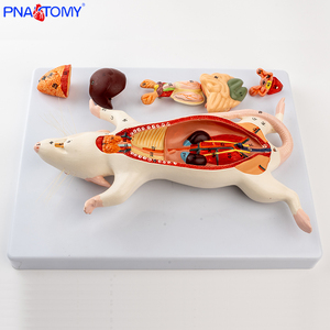 PNT-0821 Chất Lượng Cao Giải Phẫu Động Vật 6-Phần Chuột Chuột Mô Hình Động Vật Mô Hình Giải Phẫu - Product Image 2