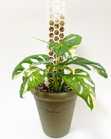 Bâtons de mousse d'eau de coco en nid d'abeille en plastique pour colonne de supports de plantes, poteaux de mousse de plantes d'intérieur d'escalade transparents