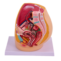 Modèle anatomique de bassin féminin en plastique PVC, section du bassin féminin, organes génitaux féminins avec vessie et rectum