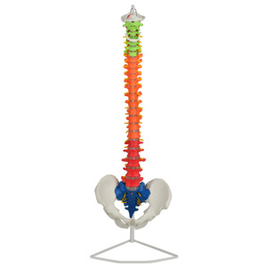 Modèle de colonne vertébrale coloré pour adultes, pour l'enseignement médical en dermatologie ; modèle de structure de la colonne vertébrale et de la pelvis humaines courbées - Product Image 1