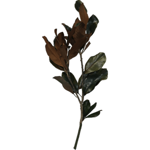 2023 nuevo producto preservado <span class=keywords><strong>Magnolia</strong></span> <span class=keywords><strong>Grandiflora</strong></span> flor hoja plástico Mesa decoración boda centro de mesa Día de la madre graduación - Product Image 3