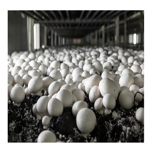Système automatisé <span class=keywords><strong>de</strong></span> <span class=keywords><strong>culture</strong></span> <span class=keywords><strong>de</strong></span> champignons avec ensachage <span class=keywords><strong>de</strong></span> substrat, contrôle climatique <span class=keywords><strong>et</strong></span> tunnel serre pour kit <span class=keywords><strong>de</strong></span> <span class=keywords><strong>culture</strong></span> verticale - Product Image 3