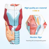 Modèle anatomique en PVC 2X agrandi, larynx, pharynx, thyroïde détaillés et géants pour la formation médicale, présentation, emballage en boîte en carbone, CE