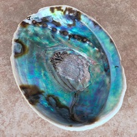 Coquille d'ormeau naturelle de nouvelle-zélande, grande bavure, coquilles d'ormeau en vrac