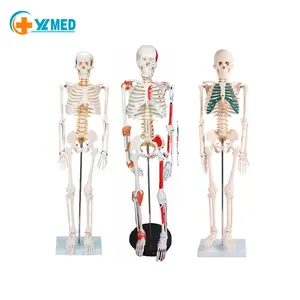 医学科学优质85厘米教育医学解剖学塑料骨骼模型人骨模型