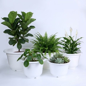 PP Plastic Round Garden <b>Pot</b> with Wide Edge and Drainage Holes, Professional Nursery Container for Ornamentals <b>Succulents</b> - Product Image 1
