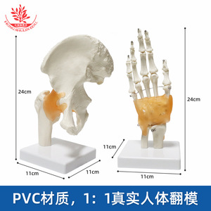 Modèle articulaire humain avec quatre types de ligaments (épaule, pied, genou, hanche), détaillé et clair, un modèle médical orthopédique standard - Product Image 2