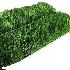 Hydroponics Growing System Barely Fodder Sprouting Tray Hydroponic Fodder Grass System Growing Rack