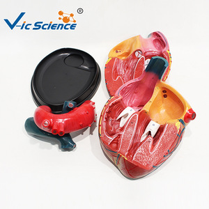Modèle de cœur simulé à l'échelle 5x, affichage complet des valves cardiaques, modèle de démonstration pour l'enseignement et la formation. - Product Image 5