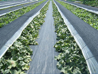 Tissu tissé noir de preuve d'herbe d'exportation 90g100g120g150g200g tissu anti-vieillissement extérieur de désherbage