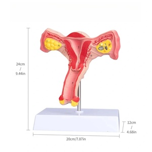 ขนาด<span class=keywords><strong>ธรรมชาติ</strong></span>แบบจำลองทางกายวิภาคของมดลูกหญิง - Product Image 4