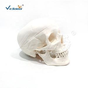 Modelo de Cráneo Anatómico de Tamaño Real, Cada Hueso del Cráneo Desmontable con Etiquetas Numeradas para Educación Médica - Product Image 2