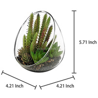 Terrarium en verre transparent fait à la main, plante à Air, grande bouche, décoration pour la maison et le bureau