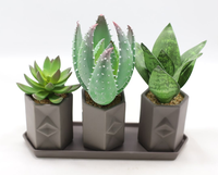 Nouveauté 2025 : Tête de fleur succulente artificielle verte à effet flocqué, pour créations DIY, accessoires pour bonsaï et fleurs artificielles