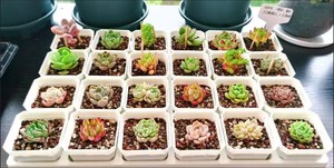 Palette support de pot de fleur <span class=keywords><strong>rectangulaire</strong></span> 20/24 trous pots succulents en plastique en pot plateaux de transport - Product Image 2