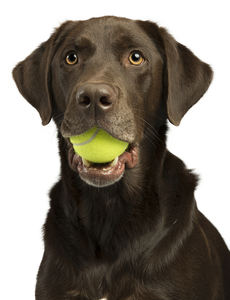 Sıcak satış katı tasarımcı topu köpek oyuncak Bite dayanıklı interaktif ETPU Pet oyuncak aksesuarları dayanıklı kauçuktan yapılmış - Product Image 2