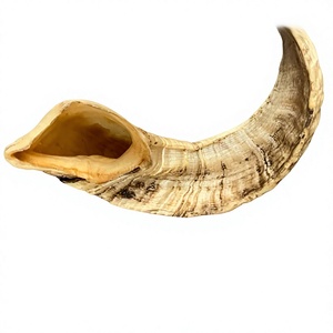 Shofar en Corne de Bœuf Naturelle Brute, Vente en Gros, Non Fini, Fait Main, AZ ENTERPRISES pour la Fabrication de Shofars, Produits Religieux et Culturels - Product Image 5