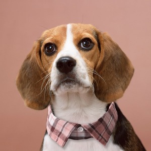 Nuevo <span class=keywords><strong>Collar</strong></span> para Perro con Diseño a Cuadros Estilo Británico, Corbata con Botones, para Todas las Temporadas - Product Image 1
