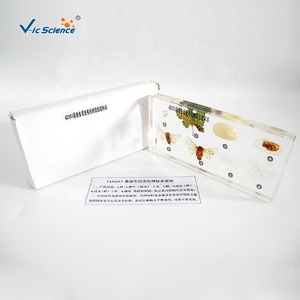 Historia de vida del gusano de la seda, instrumentos científicos para la enseñanza de biología - Product Image 3