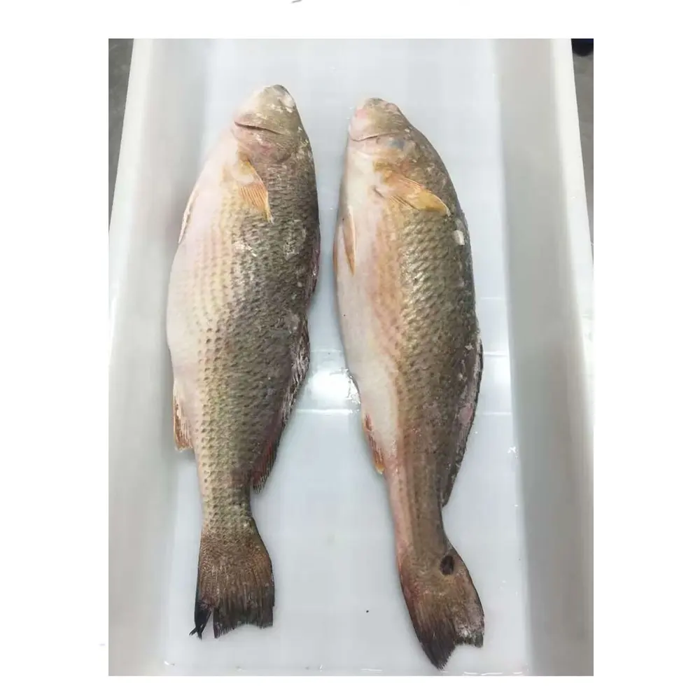 Drum merah beku fillet dan Drum merah seluruh ikan bulat IQF 40LBS